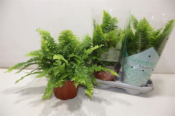 <h4>Nephr Ex Green Momen</h4>