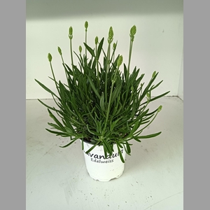 LAVENDEL LAVANDULA EDELWEISS WIT