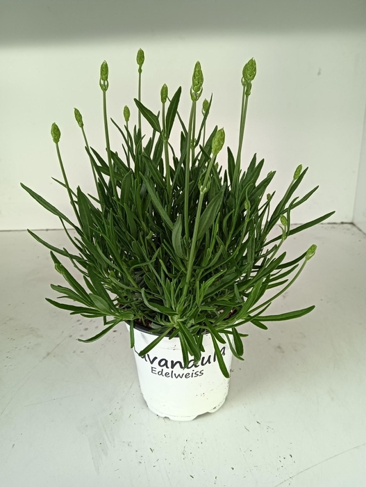 <h4>LAVENDEL LAVANDULA EDELWEISS WIT</h4>