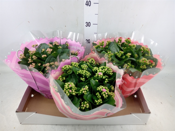 <h4>Kalanchoe blos.   ..rosebud mix  5</h4>