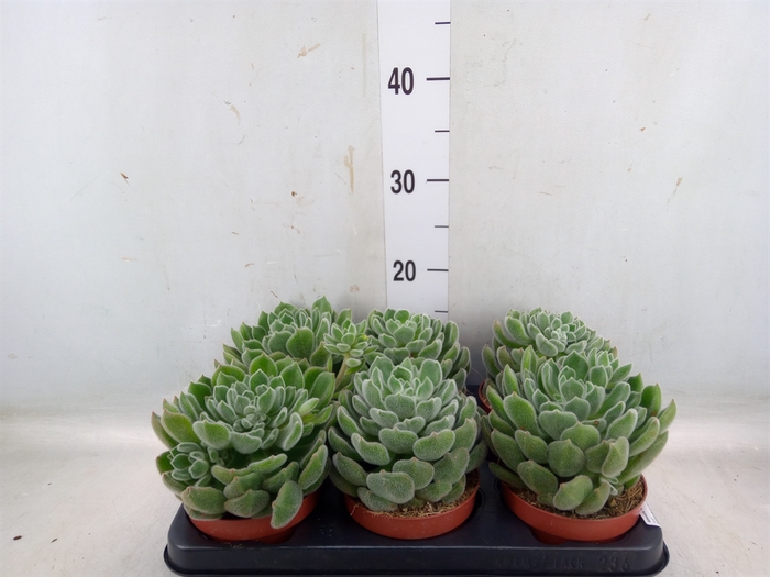 <h4>Echeveria   ...</h4>