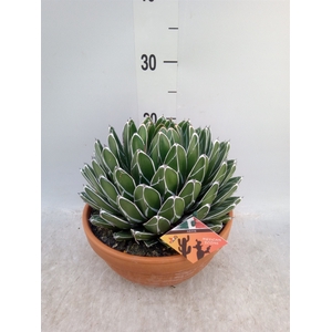 Agave victoriae-reginae