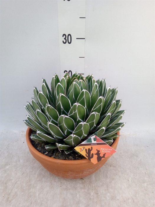 <h4>Agave victoriae-reginae</h4>