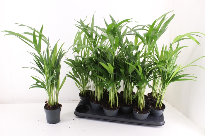 <h4>DYPSIS LUTESCENS</h4>