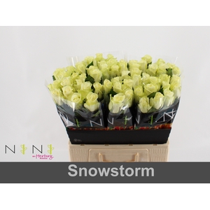 Rosa large snowstorm+