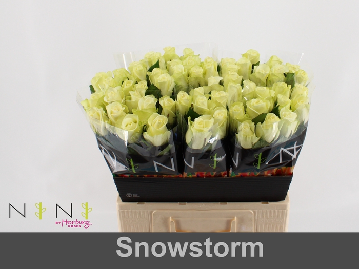 <h4>Rosa large snowstorm+</h4>