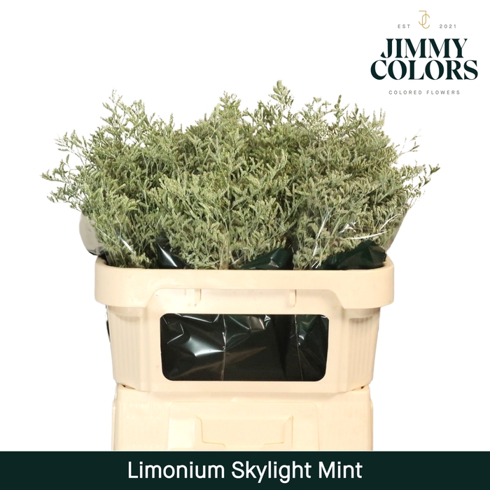 <h4>Limonium Skylight L70 Mint</h4>