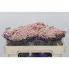Ozothamnus Cooks Pink