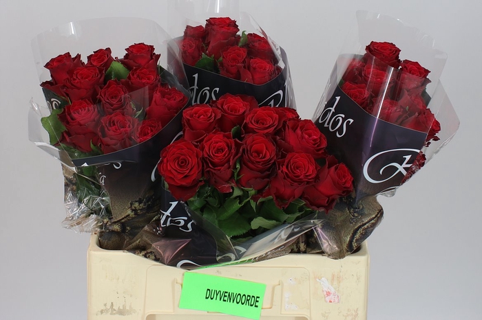 <h4>Rosa Gr Rhodos</h4>