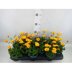 Bidens fer. 'Golden Empire'