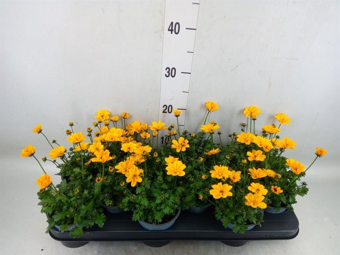 <h4>Bidens fer. 'Golden Empire'</h4>