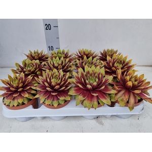 Sempervivum   ...