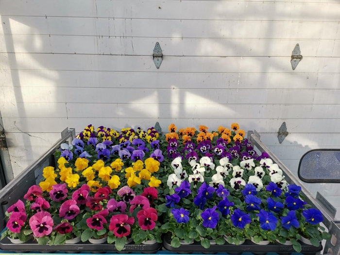 <h4>VIO WI DELTA GEM</h4>