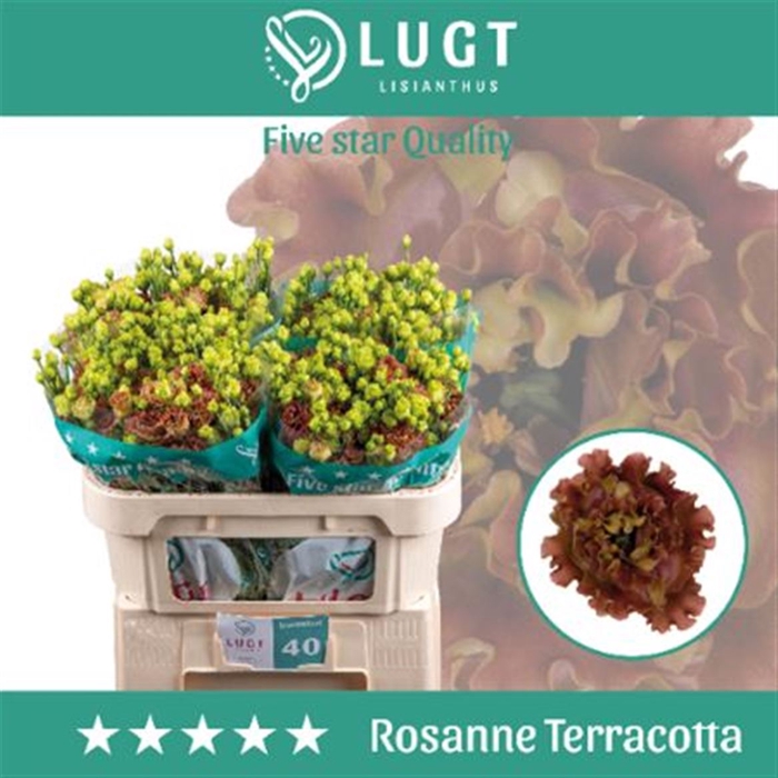 <h4>Eus G Rosanne Terracotta</h4>