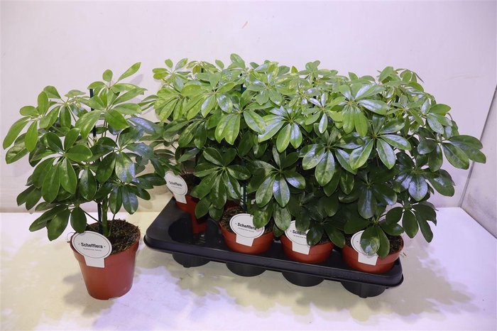 <h4>arr8 Schef Ar Nora</h4>