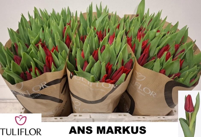 <h4>TU EN ANS MARKUS</h4>