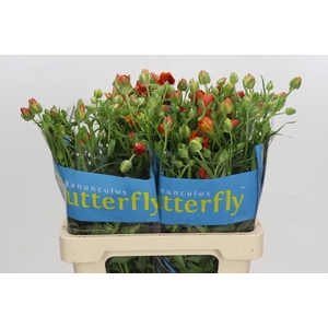 Ranunculus Butterfly Phosphorus