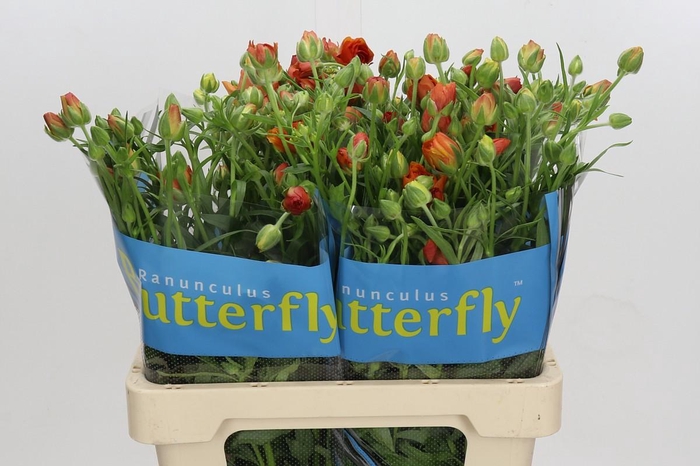 <h4>Ranunculus Butterfly Phosphorus</h4>