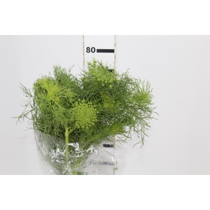 AMMI MAJUS GREEN MIST 070 CM