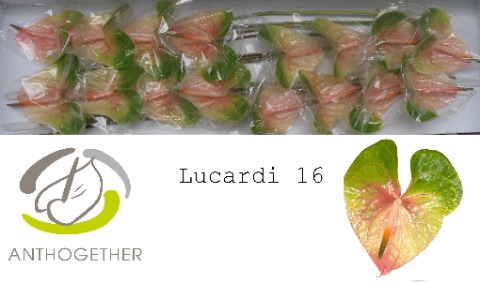 <h4>ANTH A LUCARDI 16</h4>