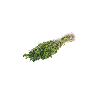 Briza Maxima Green