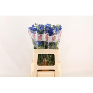 DELPH EN FASHION BLU