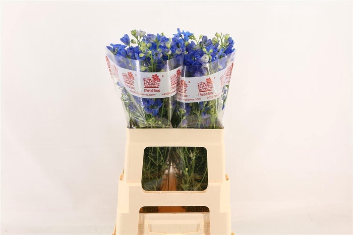 <h4>DELPH EN FASHION BLU</h4>