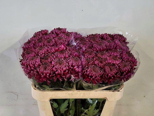 <h4>CHR G BISLET PURPLE</h4>