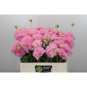 Dahlia Pink Pop