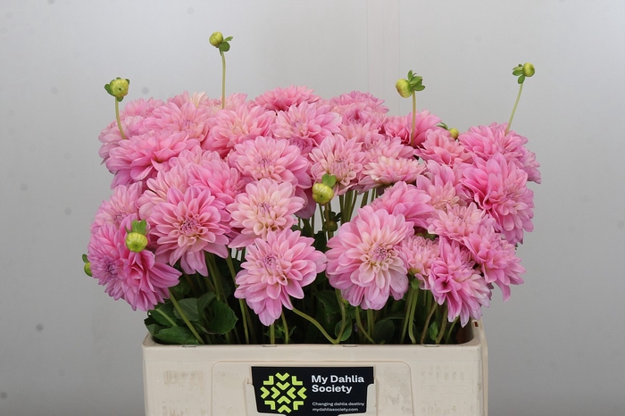 <h4>Dahlia Pink Pop</h4>