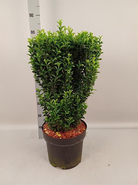 <h4>EUONYMUS JA GR SPIRE</h4>