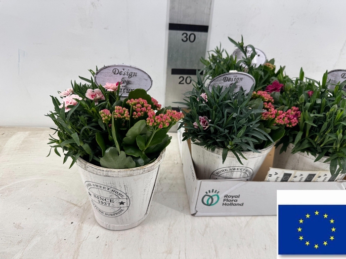 <h4>ARR TUINPLANTEN</h4>