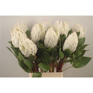 Protea Cy Arctic Ice