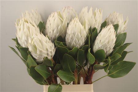 <h4>Protea Cy Arctic Ice</h4>