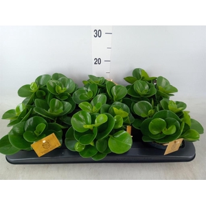 Peperomia obt. 'Green Gold'