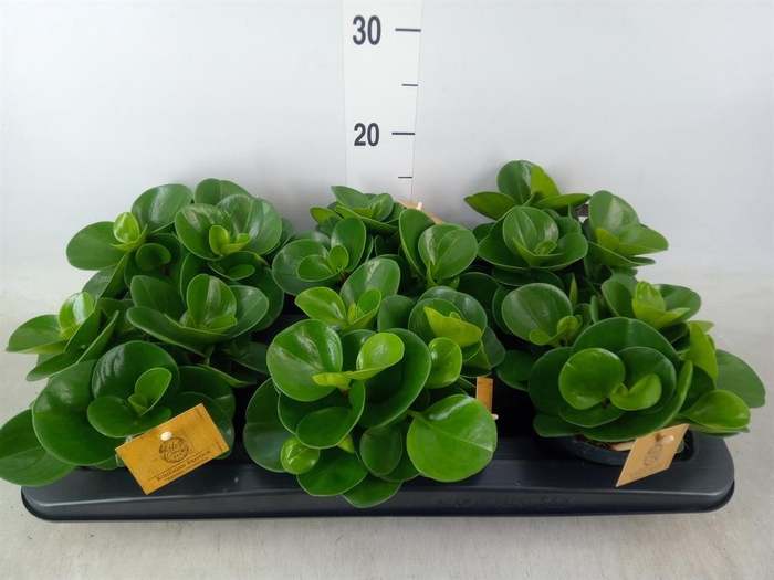 <h4>Peperomia obt. 'Green Gold'</h4>