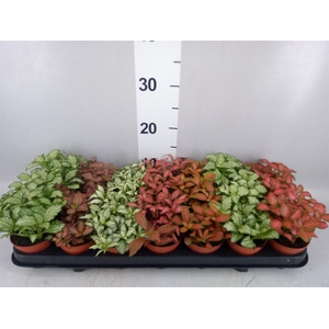 Fittonia   ...mix 7