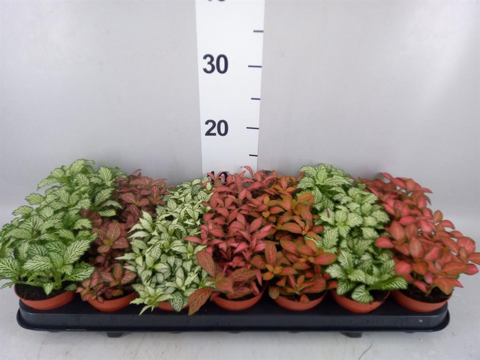 <h4>Fittonia   ...mix 7</h4>
