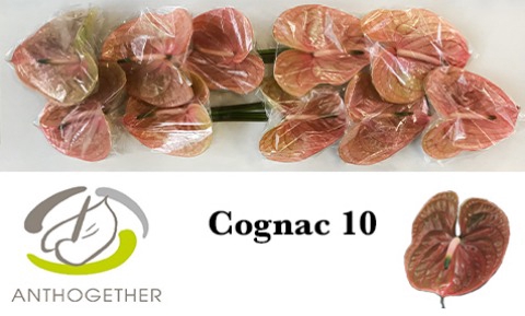 <h4>Anthurium Cognac</h4>