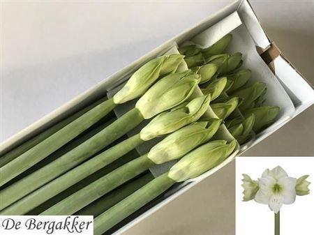 <h4>Hipp Ga Casablanca</h4>