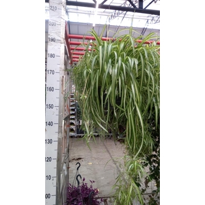 Chlorophytum com. 'Vittatum'