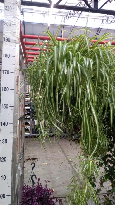 <h4>Chlorophytum com. 'Vittatum'</h4>