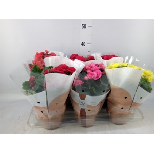 Begonia elat. DU   ...mix