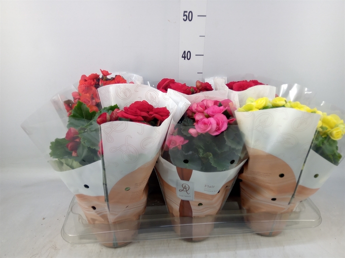 <h4>Begonia elat. DU   ...mix</h4>