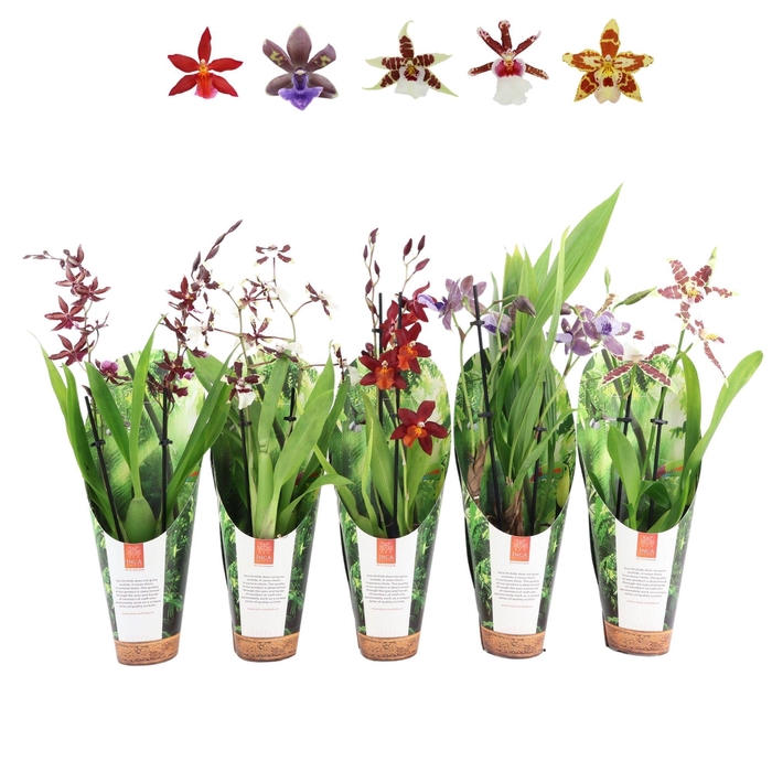 <h4>Inca Orchid mix 2 spike 9cm luxury jungle cover</h4>