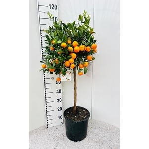 Citrus Calamondin on stem
