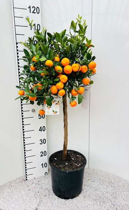 <h4>Citrus Calamondin on stem</h4>