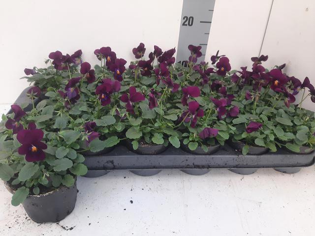 <h4>VIO CO EM PURPLE</h4>