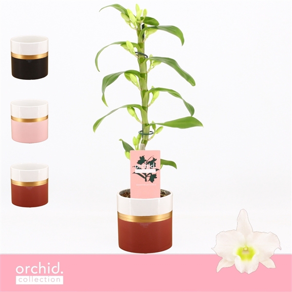 <h4>Dendrobium Nobilé, Apollon 1-spike Compact in Dolomite Horizon 'Orchid Collection'</h4>