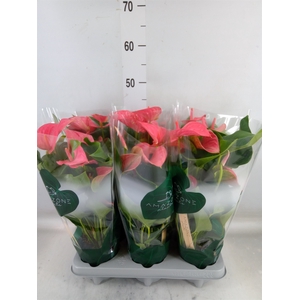 Anthurium andr. 'Melito'